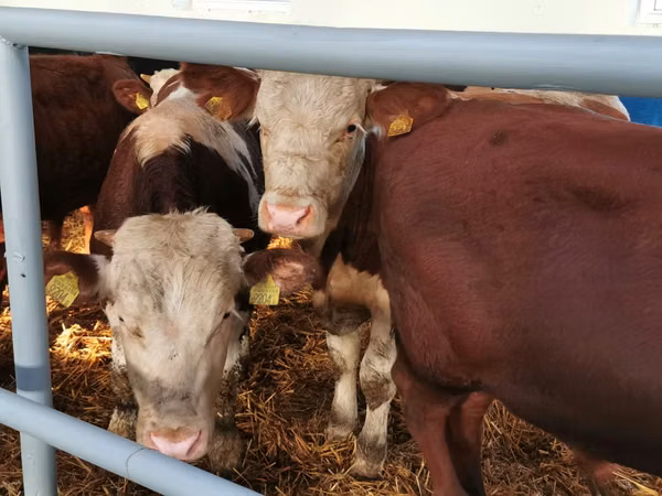 Rinder (Partie, Geschlecht nicht angegeben), Simmental cattle