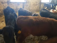Bovinos (lote, sexo no especificado), Ganado vacuno — foto 2