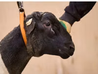 Widder, Dorper sheep — Foto 2