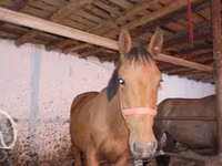 Horse (M), Manipuri pony — photo 5