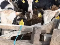 Bull, Russian Black pied cattle — photo 2