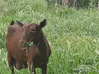 Cabra, Irish goat — foto 6