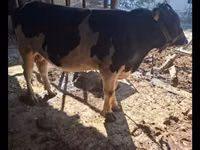 ثور, Red Estonian cattle — الصورة 3
