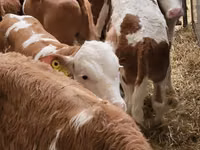 Bovinos (lote, sexo no especificado), Simmental cattle — foto 2