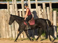 Yegua, Quarter Horse — foto 6