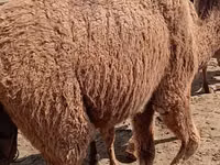 إبل (دفعة، الجنس غير محدد), Kazakh Bactrian camel — الصورة 5
