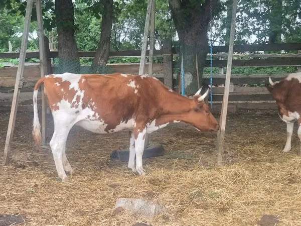 Cow, Ayrshire