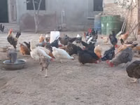 Chickens — foto 7
