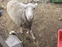 Sheep, Australian merinos sheep — photo 2