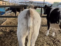 Bovinos (lote, sexo no especificado), Azul Belga — foto 8