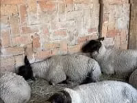نعجة, White Suffolk sheep — الصورة 1