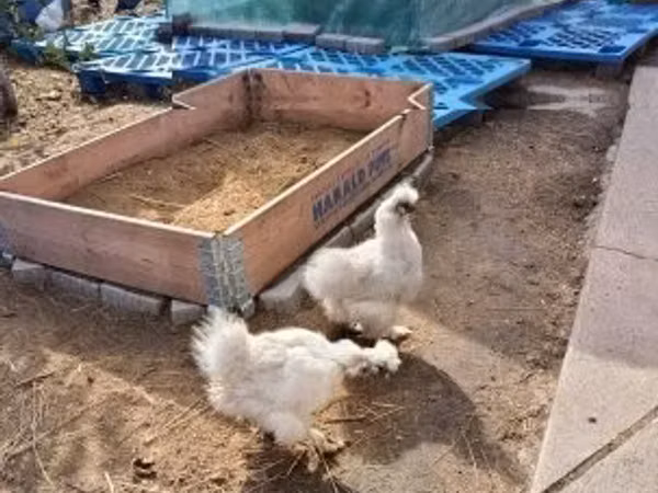الدجاجة الدنماركية