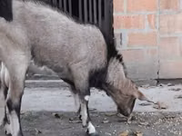 Cabro, Nubian Goat — foto 1
