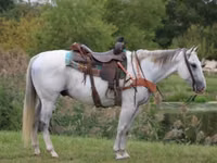 حصان, Quarter Horse — الصورة 1