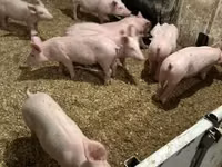 Cerdos (lote, sexo no especificado) — foto 4