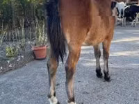 Horse (M), Welsh Cob — photo 2