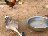تشاينيز — الصورة 3