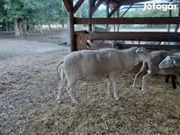 Schaf, Lacaune sheep — Foto 7