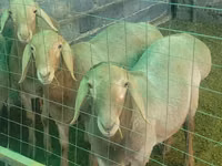 Carnero, Rhon sheep — foto 3