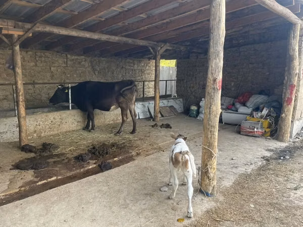 गाय, Swiss cattle