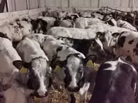 Bovinos (lote, sexo no especificado), Russian Black pied cattle — foto 1