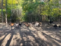Schafe (Partie, Geschlecht nicht angegeben), Cameroon sheep — Foto 1