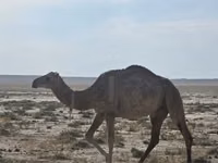 Camels (batch, sex not specified), Anafi camel — photo 3