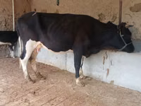 Cow, Latvian Blue cattle — photo 8