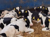 Bulle, Simmental cattle — Foto 6