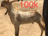 ماعز (دفعة، الجنس غير محدد), Najdi goat — الصورة 2