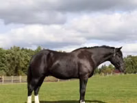 حصان, Percheron — الصورة 5