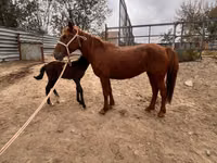Stute, Kazakh horse — Foto 5