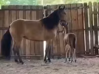 Stute, Paso Fino — Foto 4