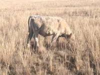 Toro, Swiss cattle — foto 7