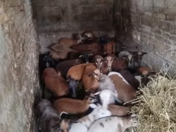 Schaf, Cameroon sheep