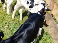 Bovinos (lote, sexo no especificado), Russian Black pied cattle — foto 4