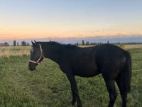 Horse (M), Horses — photo 2