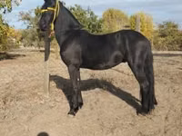 حصان, Friesian — الصورة 2