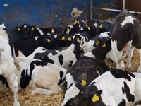 Bulle, Simmental cattle — Foto 3
