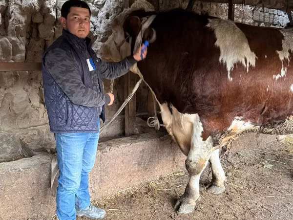 सांड, Simmental cattle