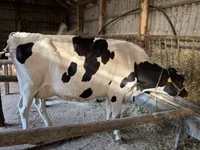 Cow, British White Cow — photo 2