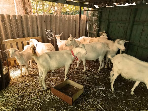 Ziegenbock, Saanen goat