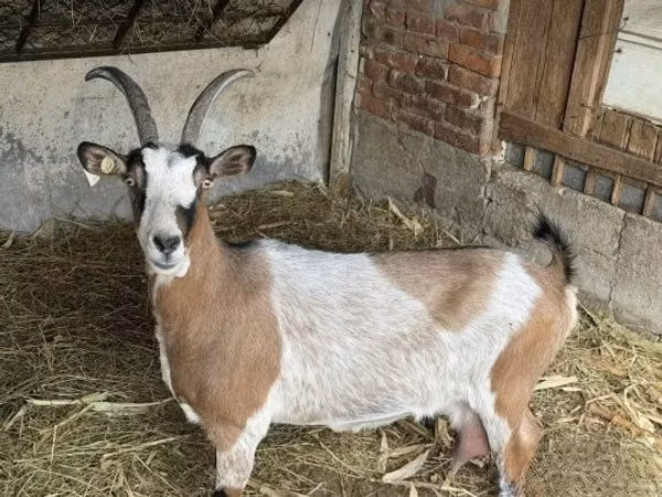 Goat, Goats