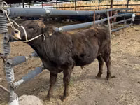 Toro, Azul Belga — foto 5