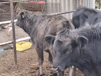Toro, Aberdeen-Angus — foto 3