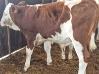 Rinder (Partie, Geschlecht nicht angegeben), Simmental cattle — Foto 2