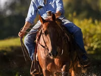 Horse (M), Quarter Horse — photo 4