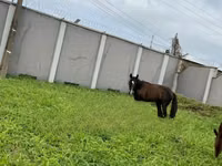 Mare, Horses — photo 2