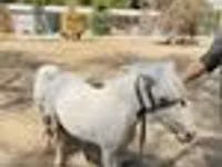 خيول (دفعة، الجنس غير محدد), Australian Pony — الصورة 8