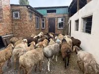 Ram, Rhon sheep — photo 2